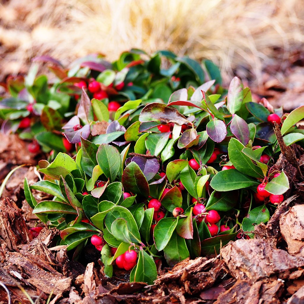 Gaultheria procumbens - Creeping Wintergreen