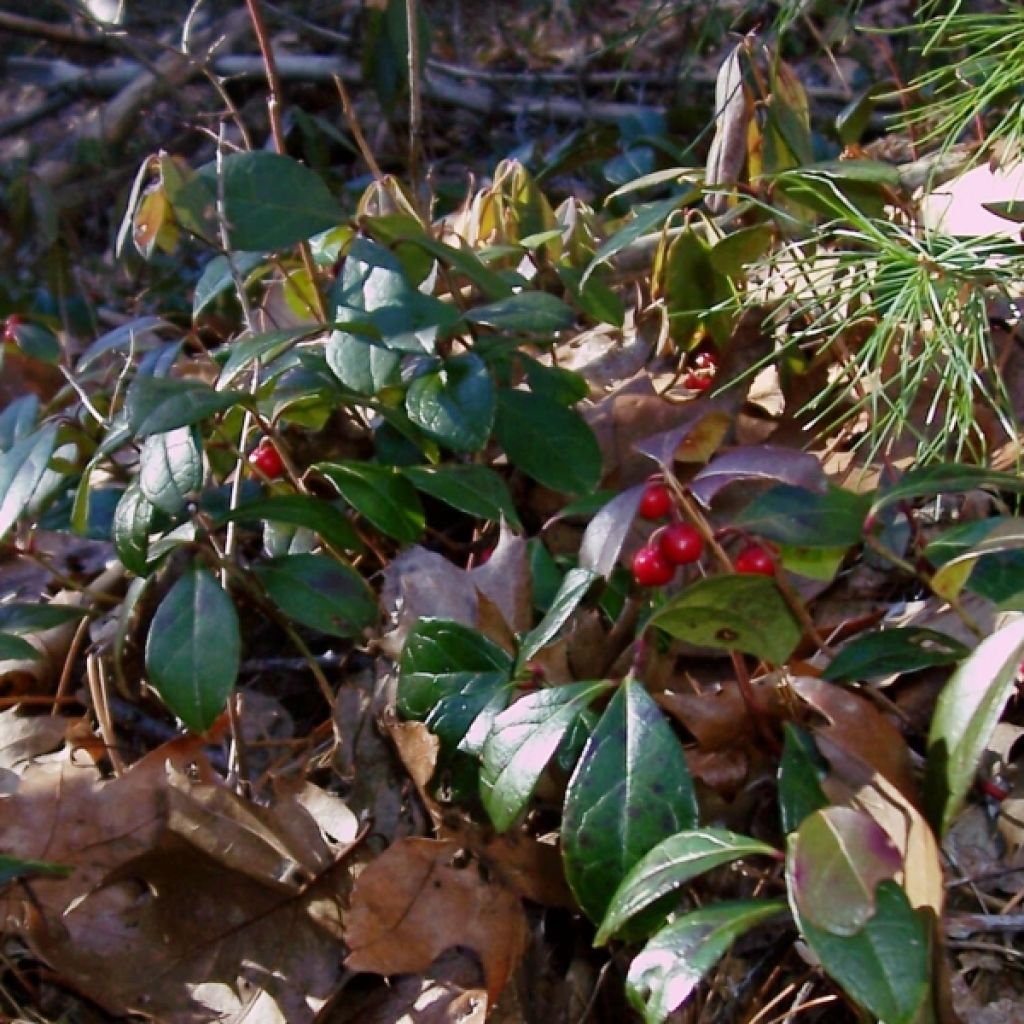 Gaultheria procumbens - Creeping Wintergreen