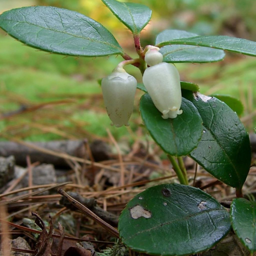 Gaultheria procumbens - Creeping Wintergreen