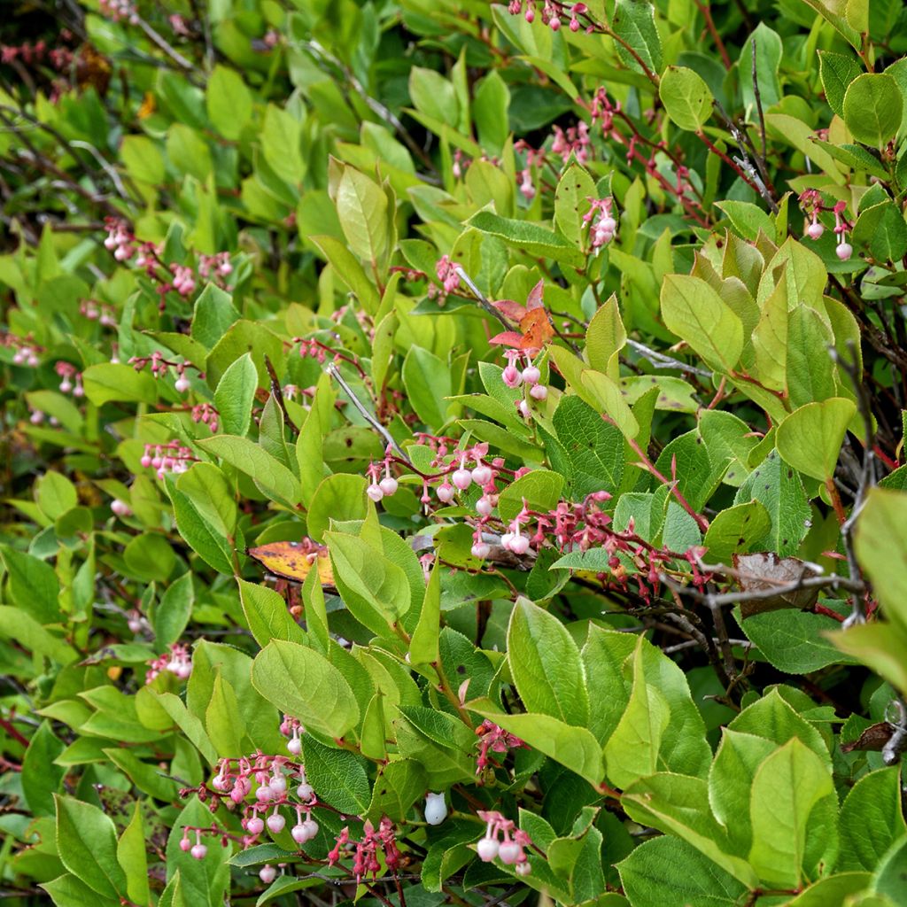 Gaultheria shallon