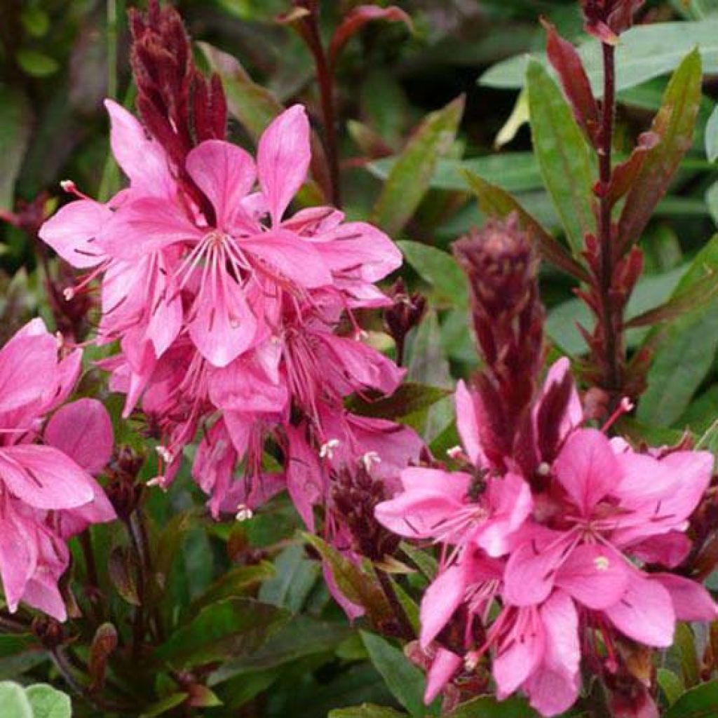 Gaura lindheimeri Crimson Butterfly