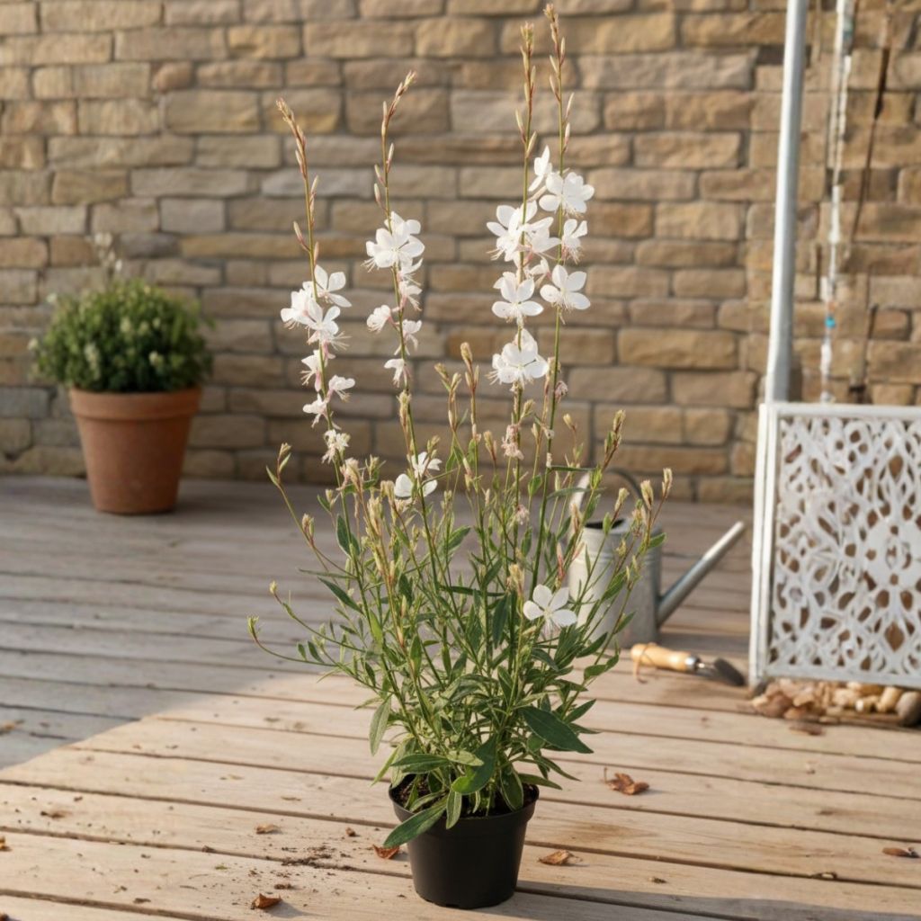 Gaura EVERLAST Viva Nova - Gaura lindheimeri