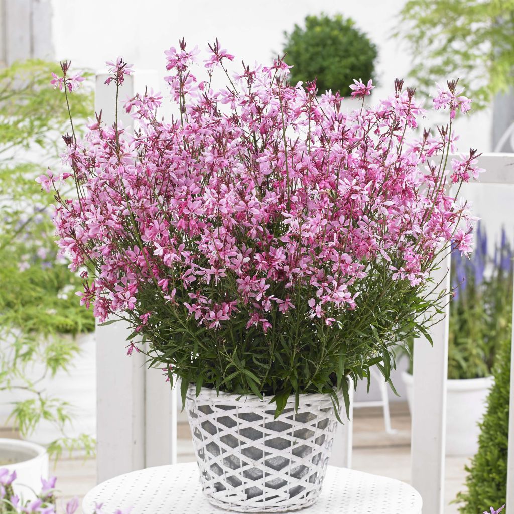 Gaura lindheimeri Baby Butterfly Dark Pink - Lindheimer's Beeblossom