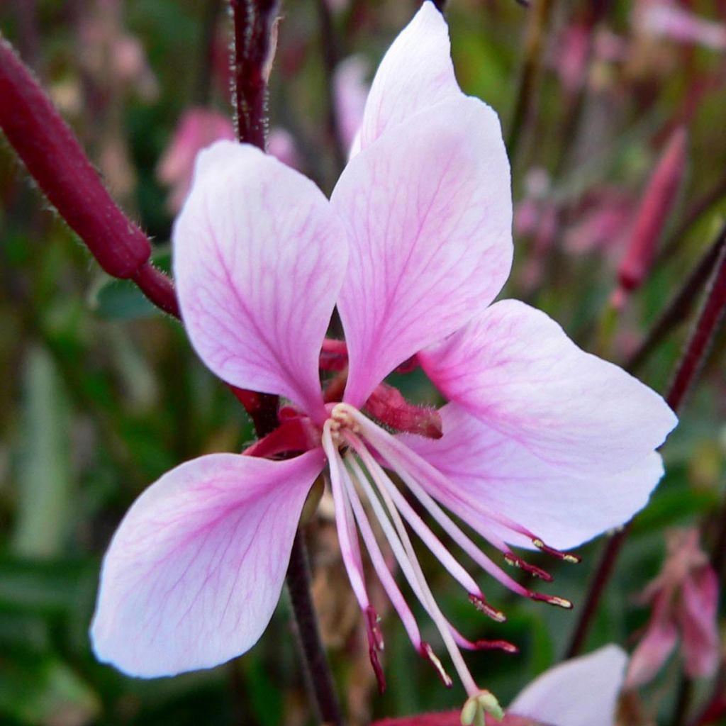 Gaura lindheimeri Cherry Brandy