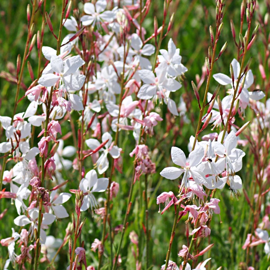Gaura lindheimeri Elegance - Pearl Pink Lindheimers Gaura