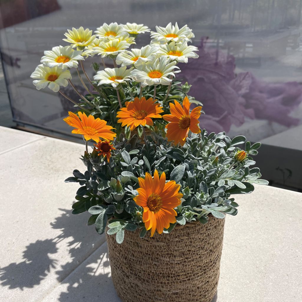 Gazania Sun Stoper orange Seeds