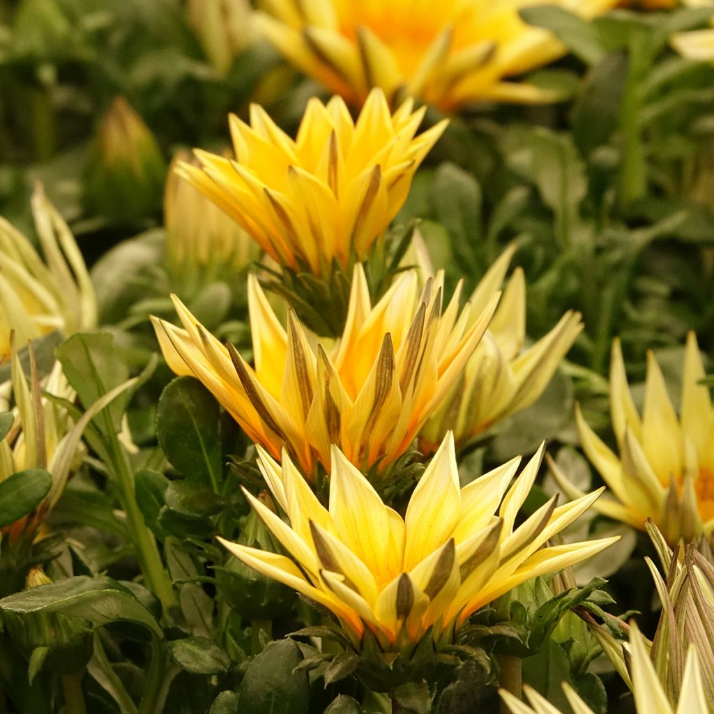 Gazania rigens Zany Sunny Side Up - Treasure flower seeds