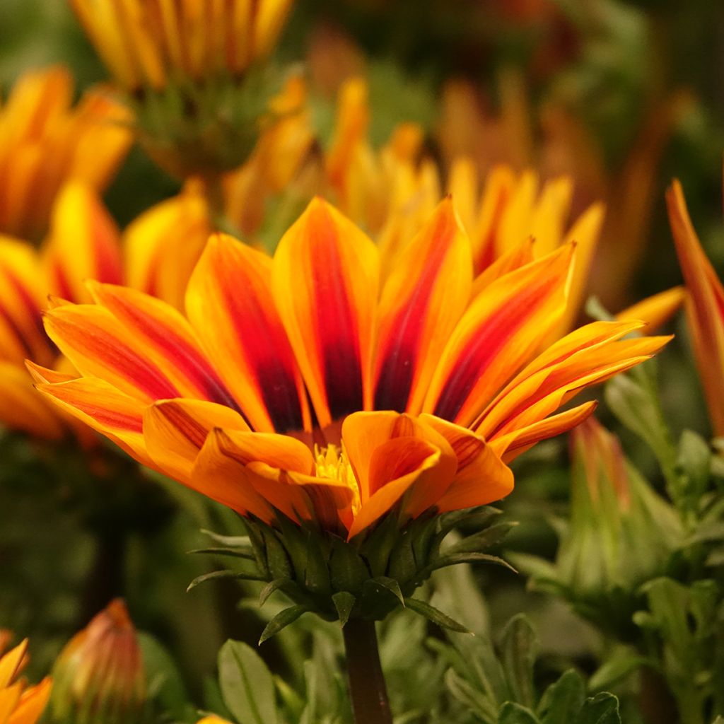 Gazania rigens Zany Orange Flame seeds - Treasure Flower