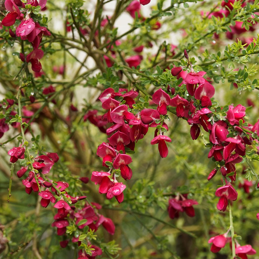 Cytisus scoparius Ruby