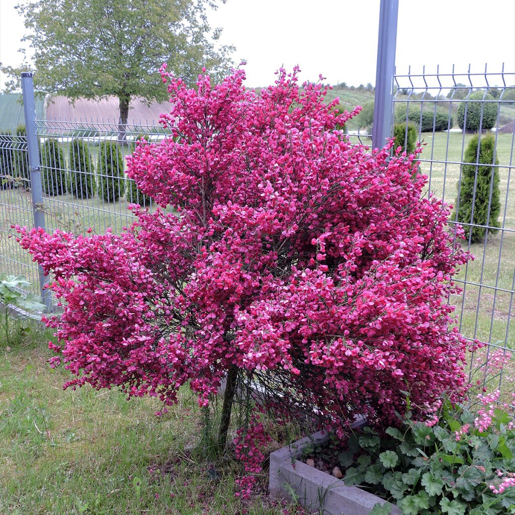 Cytisus scoparius Ruby