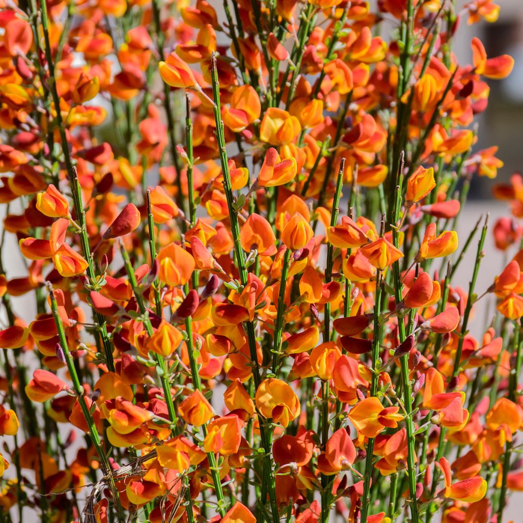 Cytisus scoparius Cytisus Lena