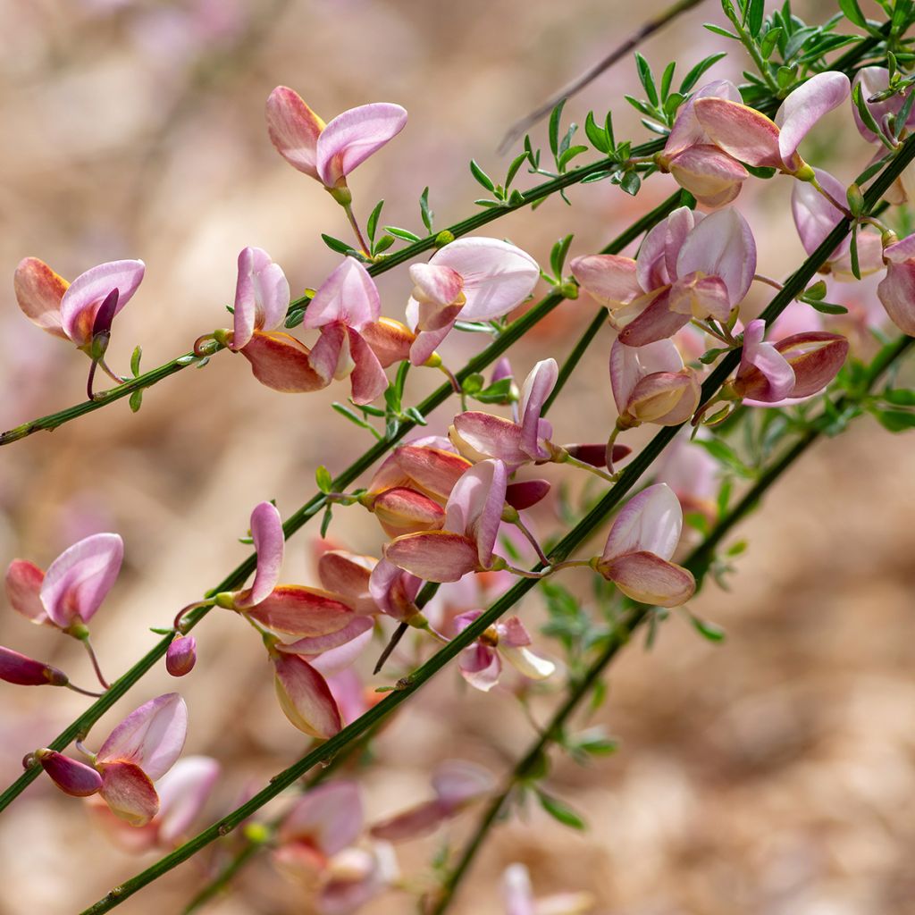 Cytisus scoparius Moyclare Pink