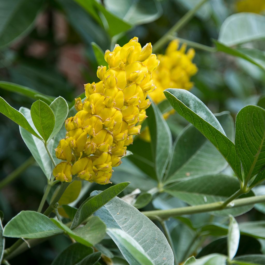 Cytisus battandieri