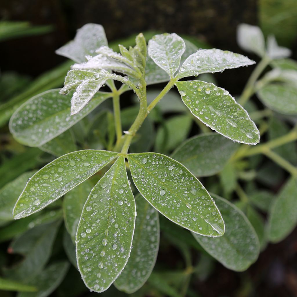 Cytisus battandieri