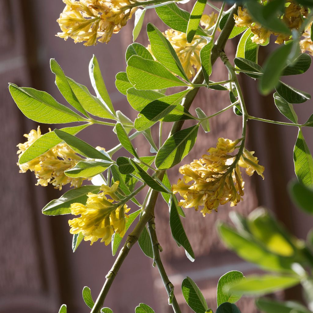 Cytisus battandieri