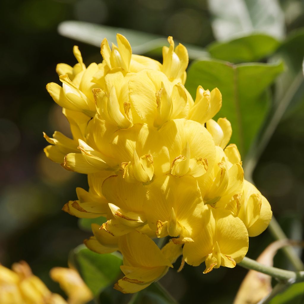 Cytisus battandieri
