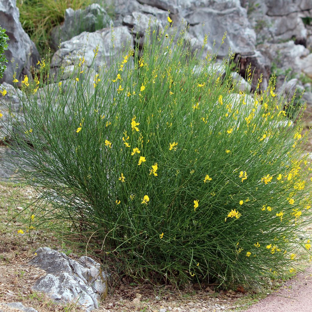 Spartium junceum