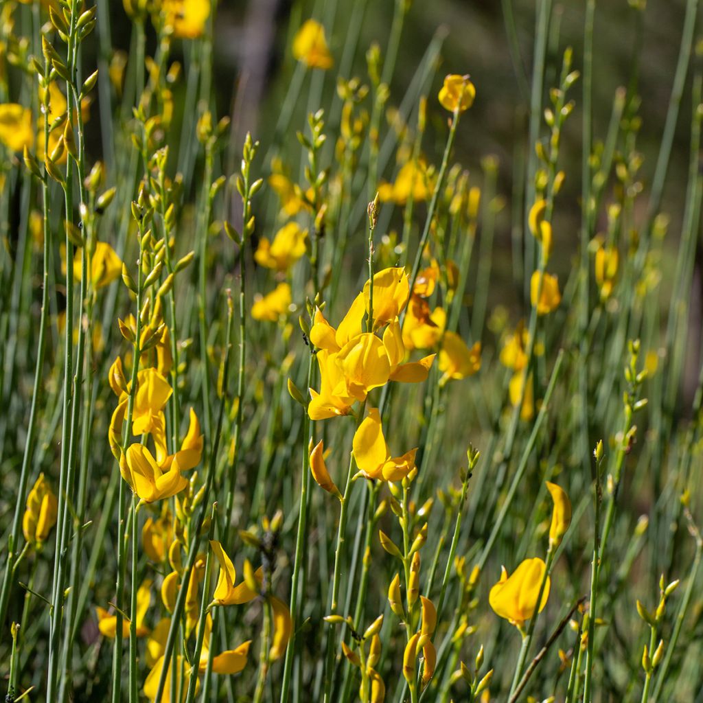 Spartium junceum