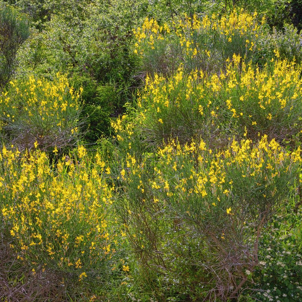 Spartium junceum