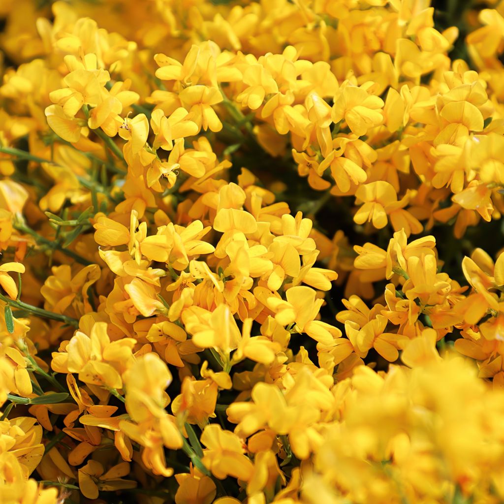 Genista lydia