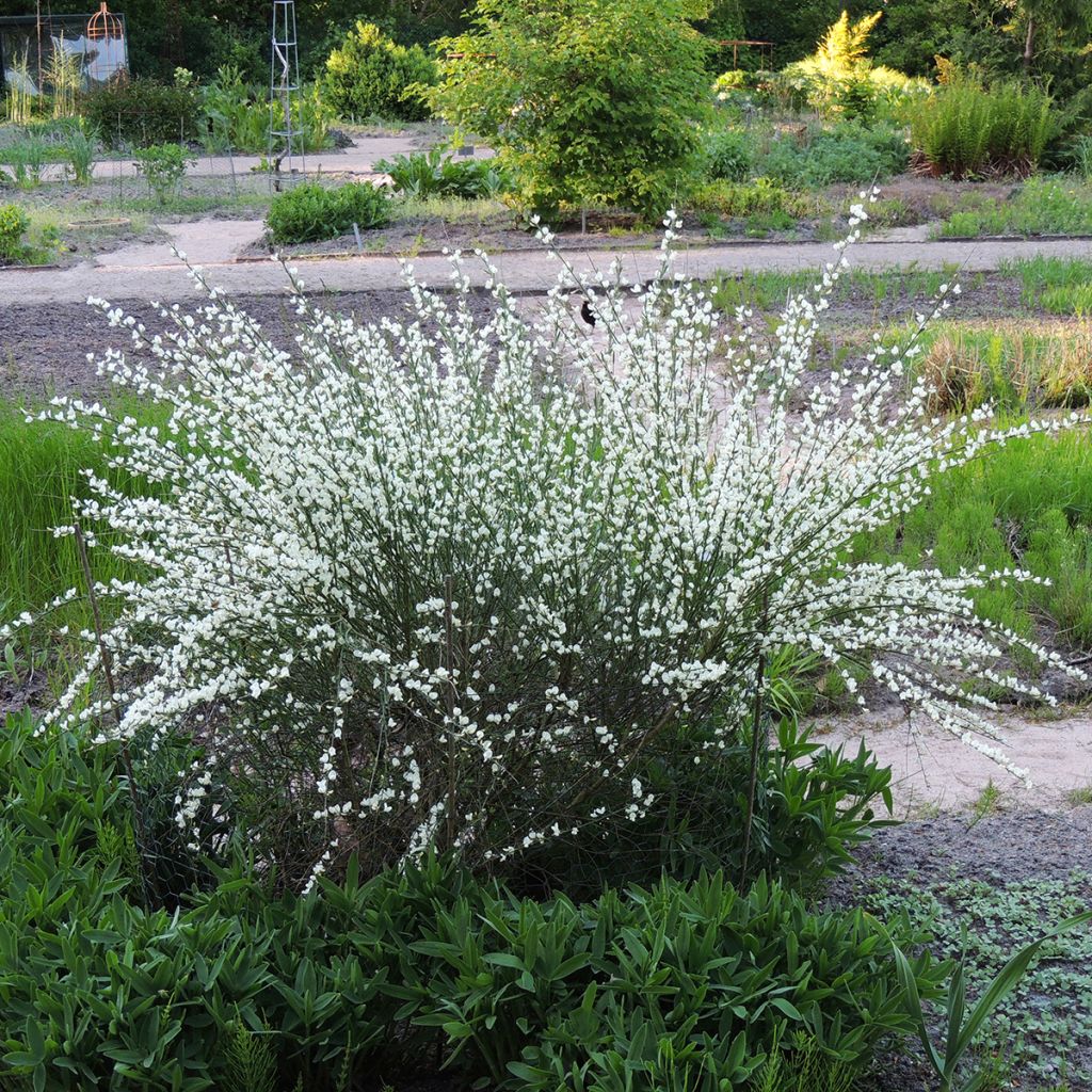 Cytisus praecox Albus
