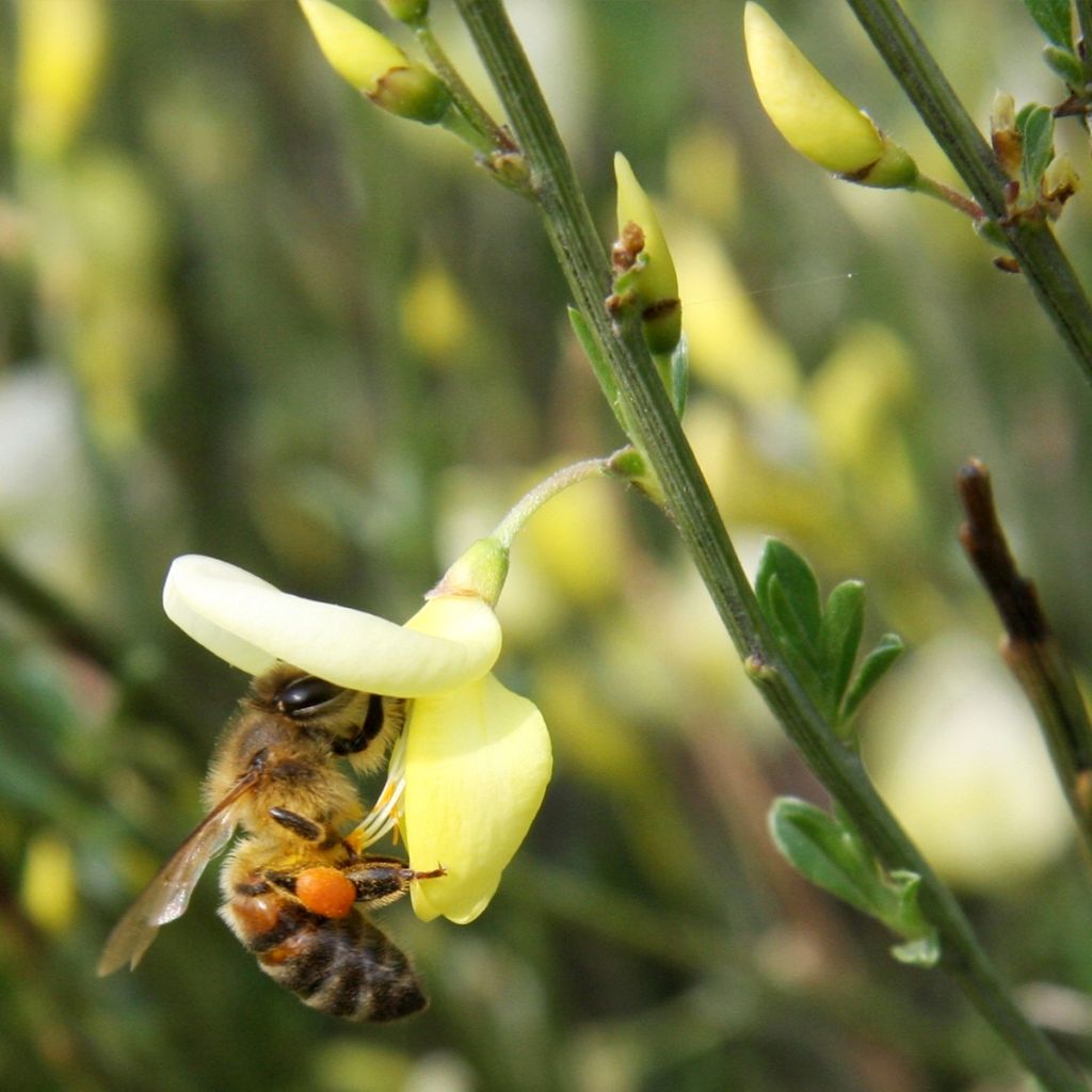 Cytisus praecox