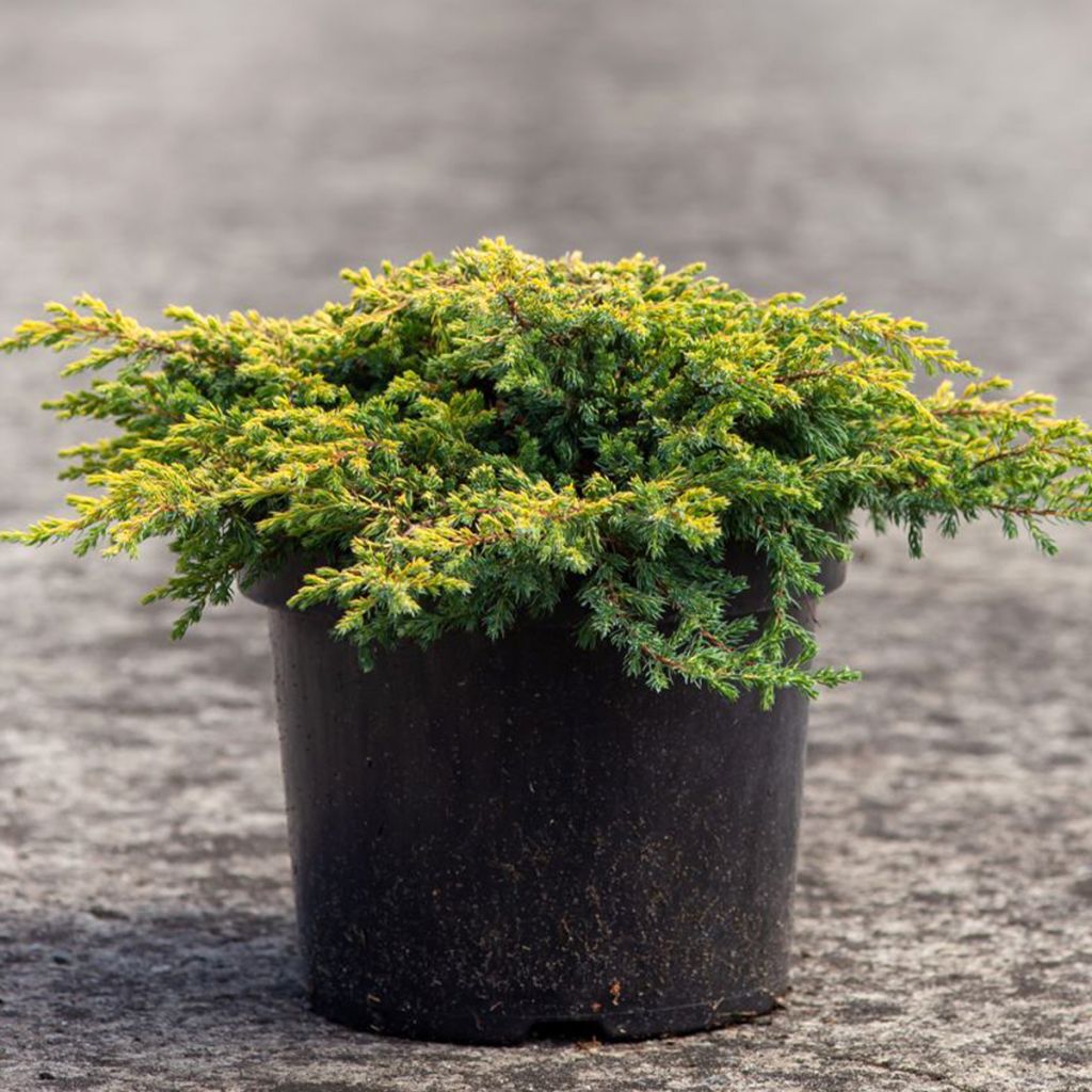 Juniperus communis Goldschatz