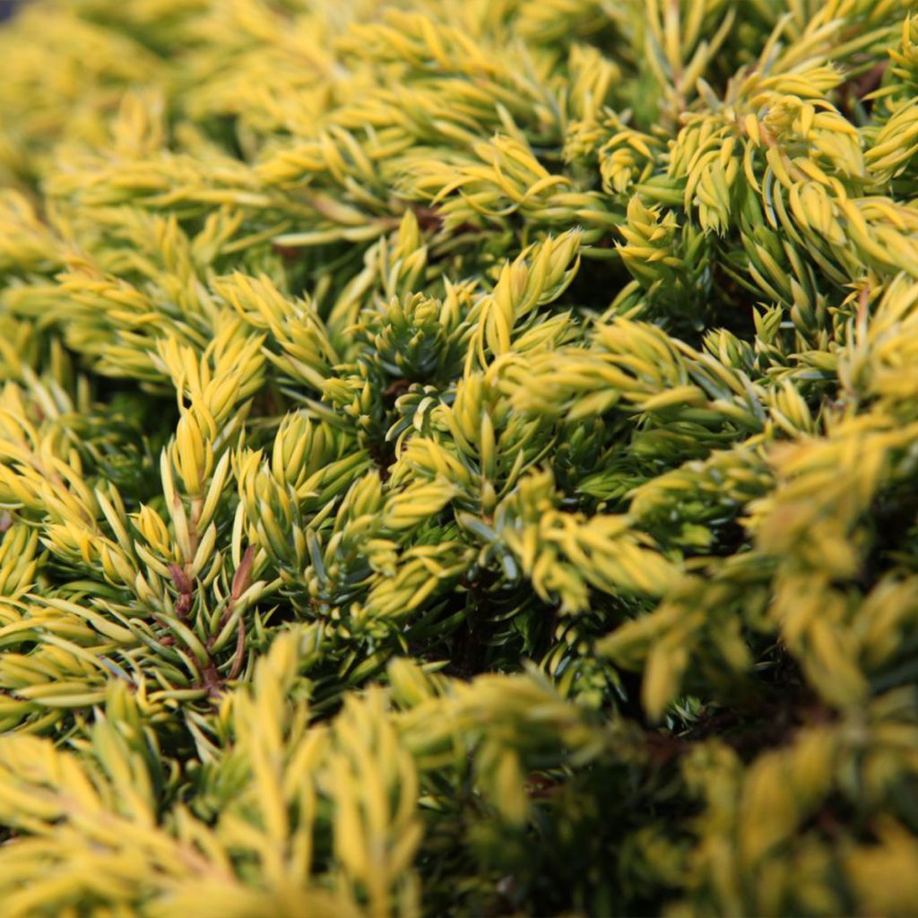 Juniperus communis Goldschatz