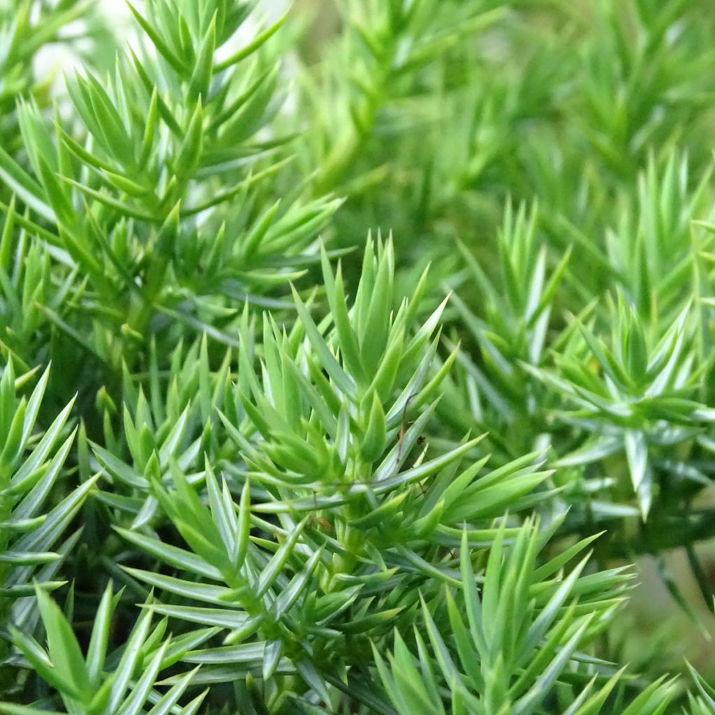 Juniperus squamata Blue Swede