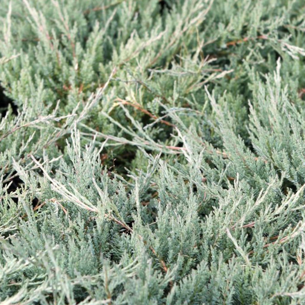 Juniperus horizontalis Agnieszka - Creeping Juniper