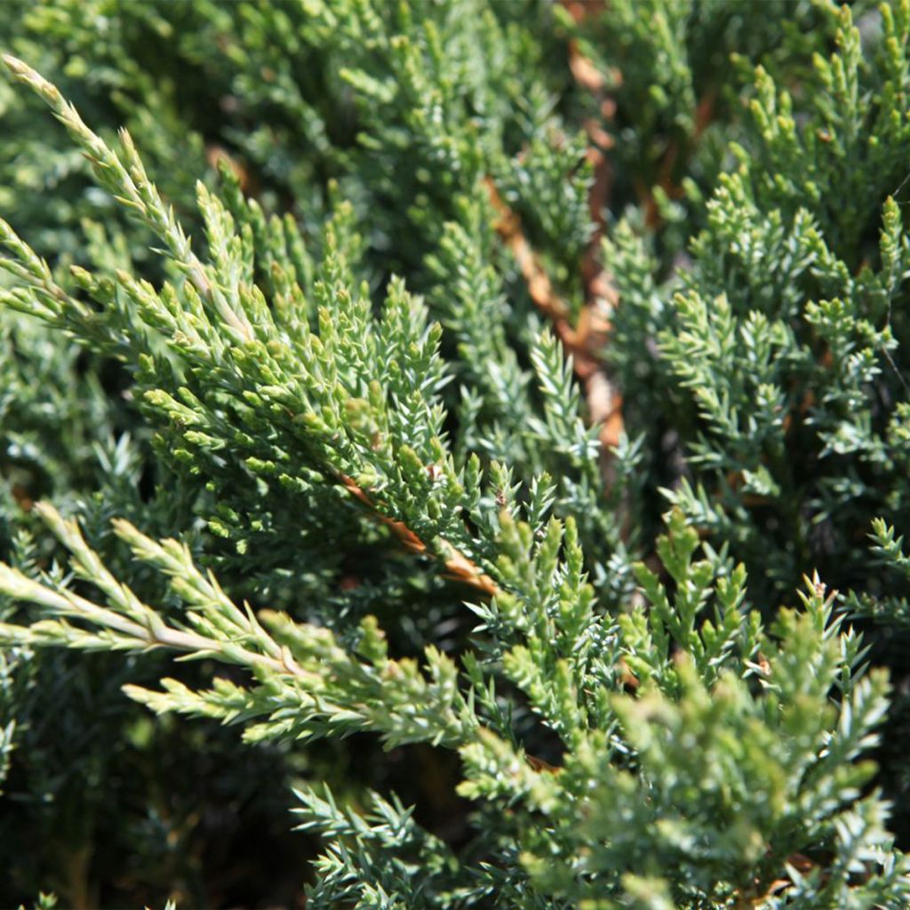 Juniperus horizontalis Agnieszka - Creeping Juniper