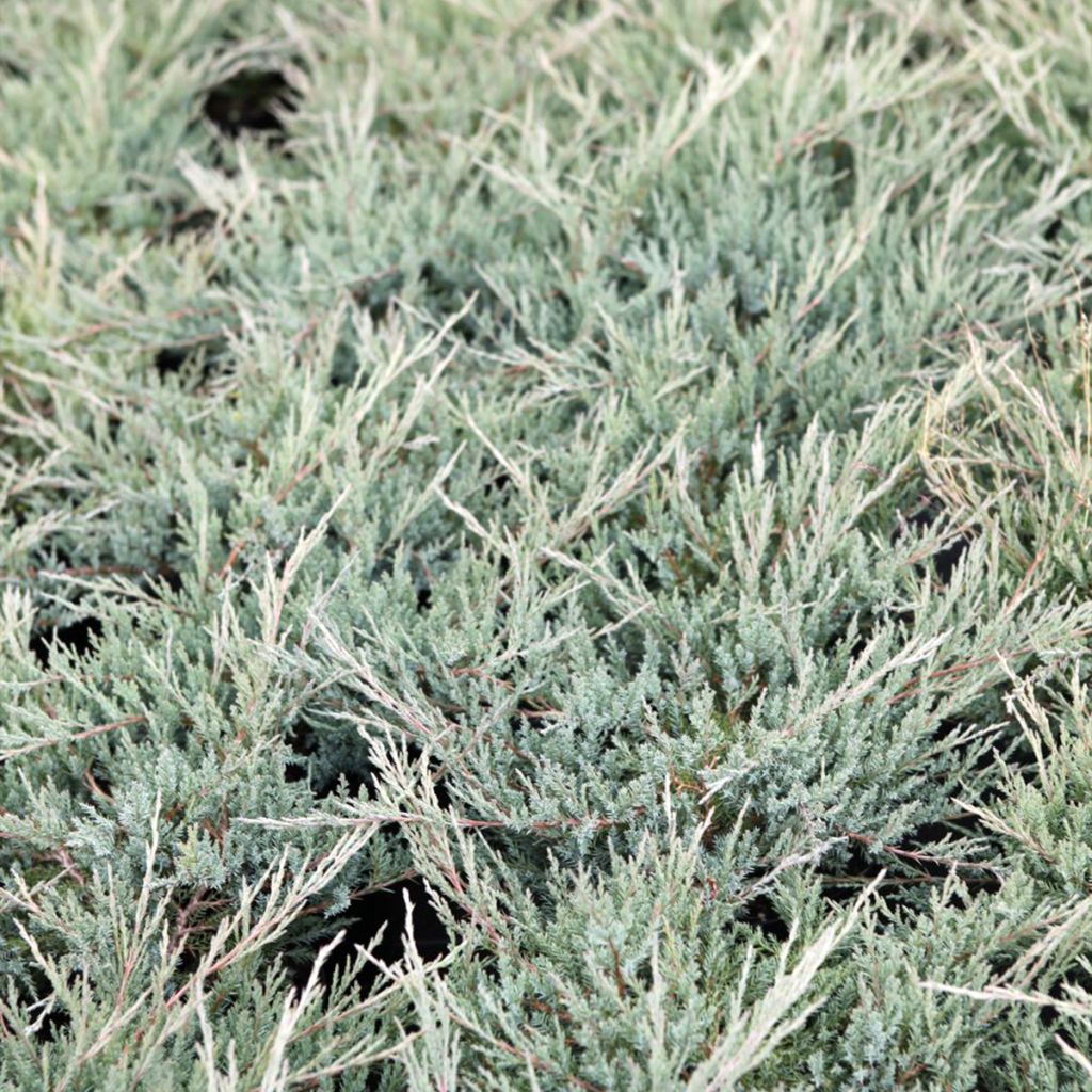 Juniperus horizontalis Agnieszka - Creeping Juniper