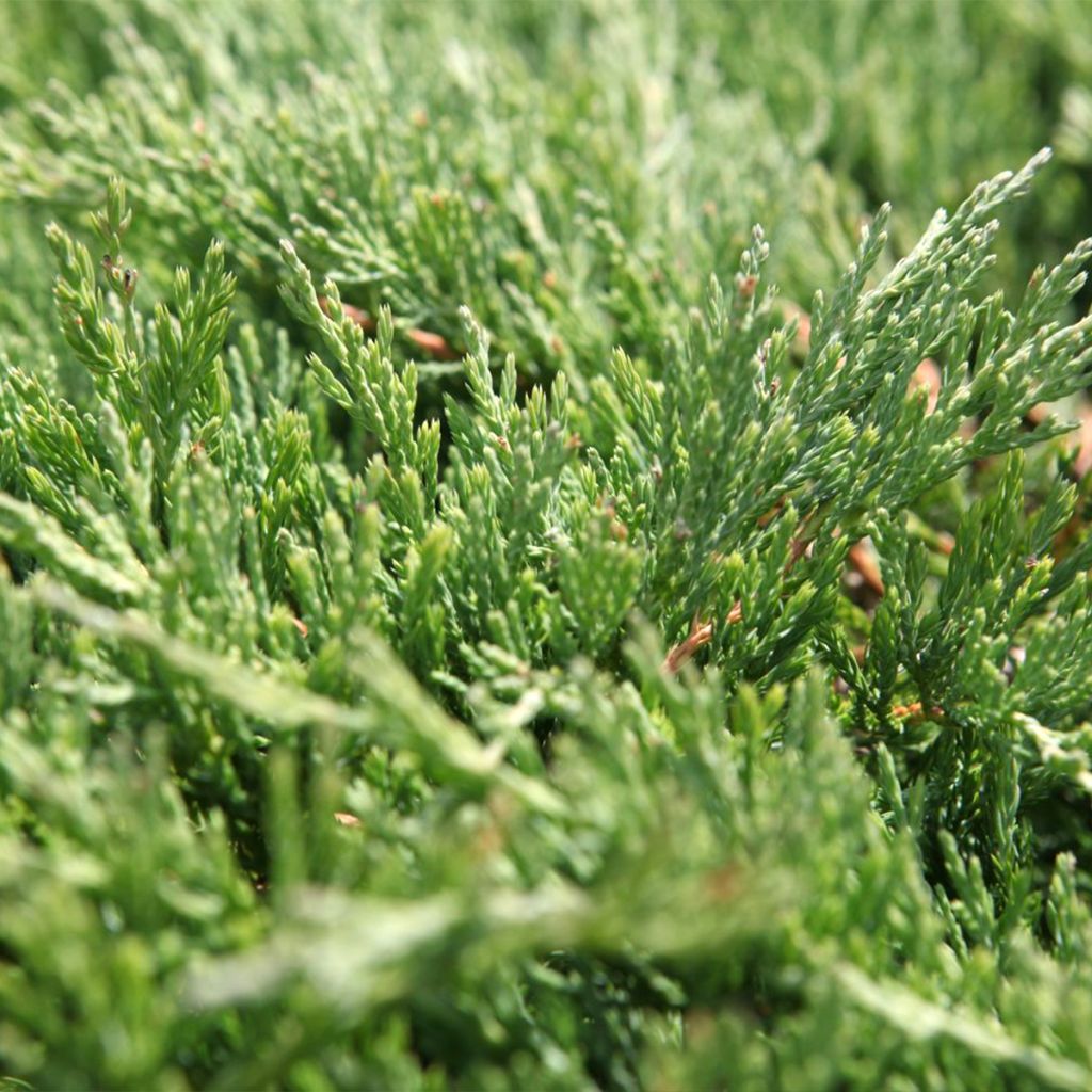 Juniperus horizontalis Andorra Compact
