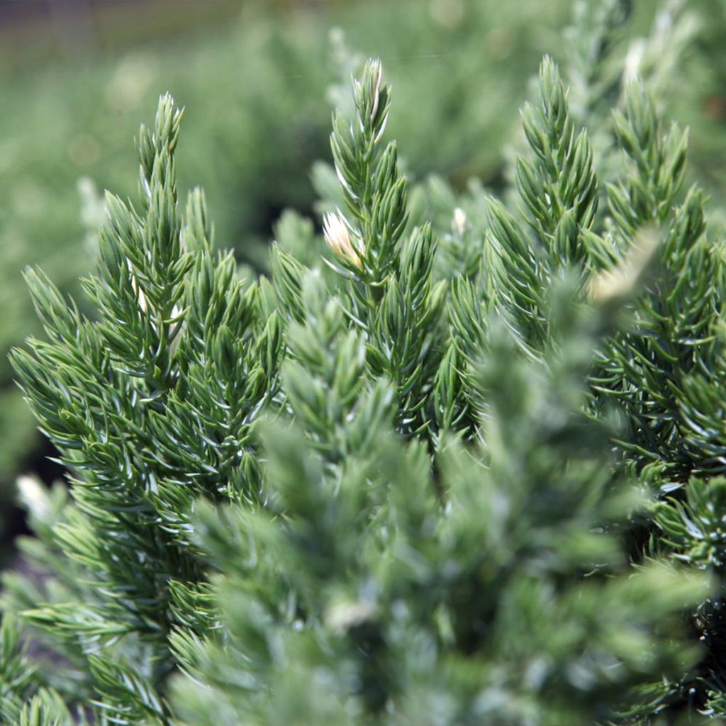 Juniperus chinensis Expansa Variegata
