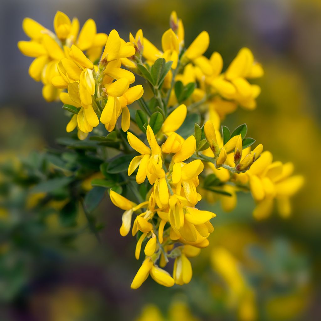 Genista Porlock