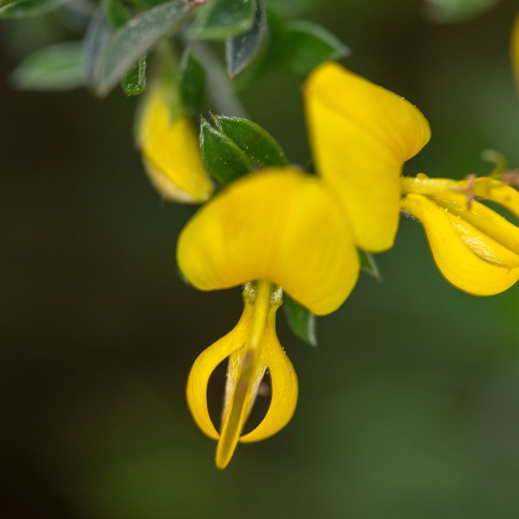 Genista pilosa Vancouver Gold