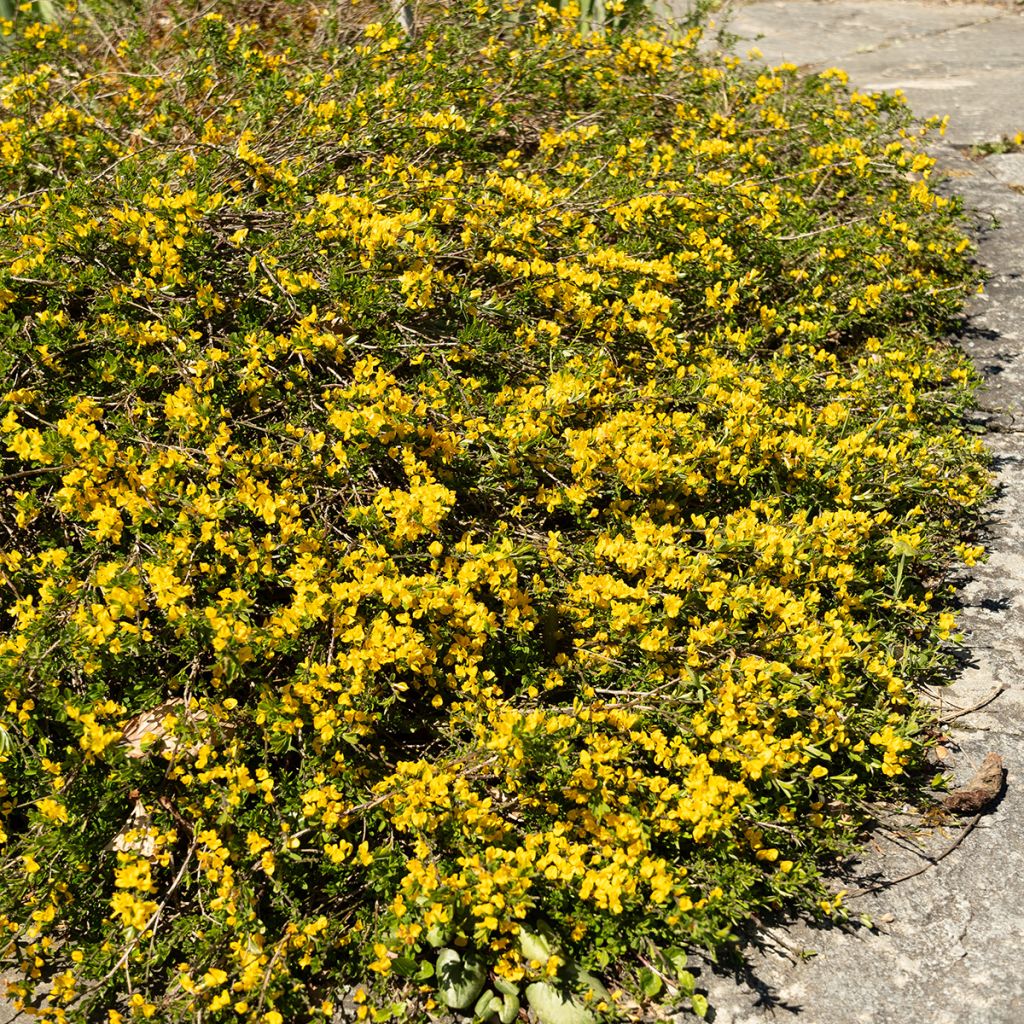 Genista pilosa Vancouver Gold