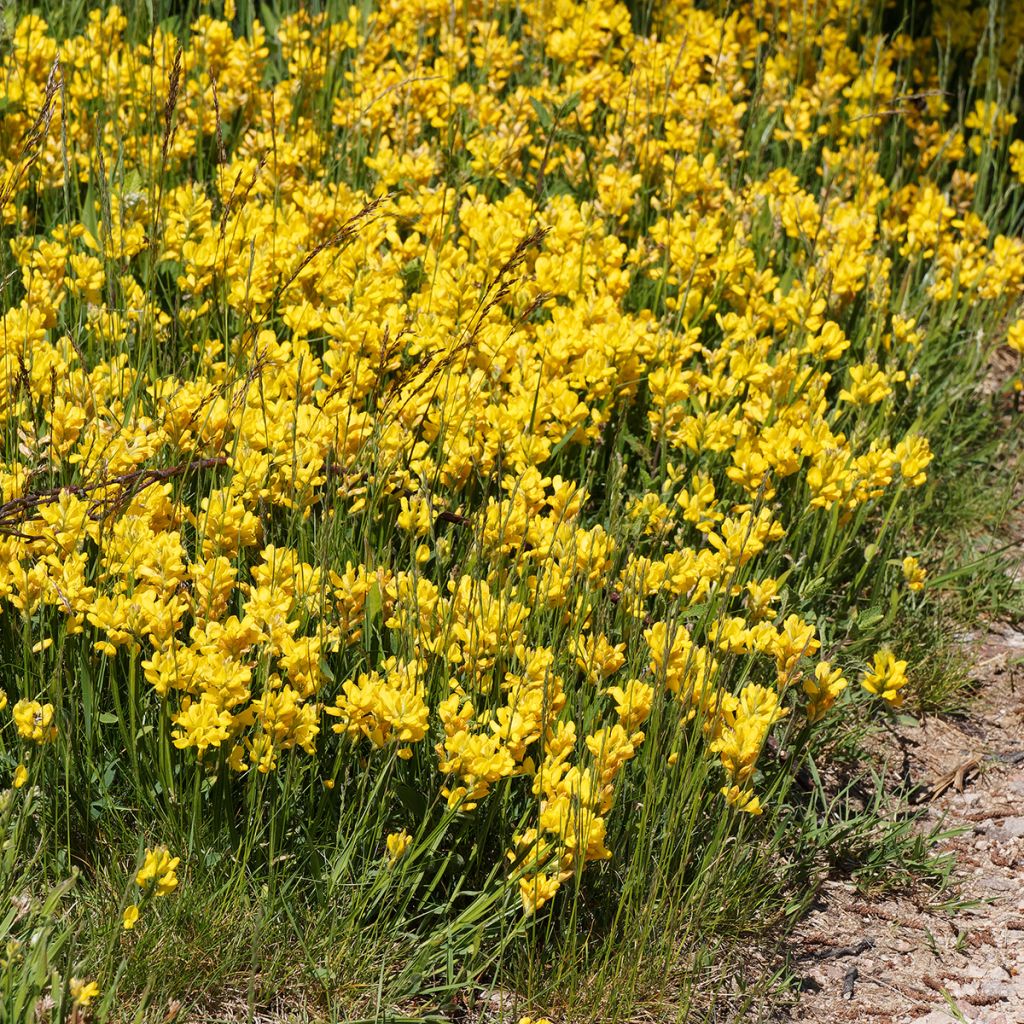 Genista sagittalis