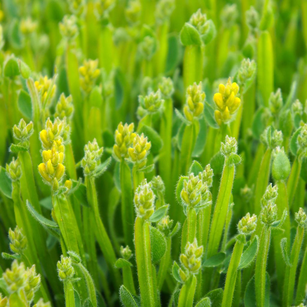 Genista sagittalis