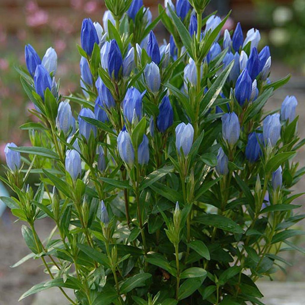 Gentiana makinoi Blue Star