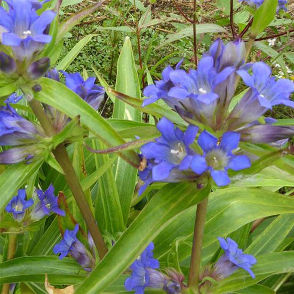 Gentiana dahurica