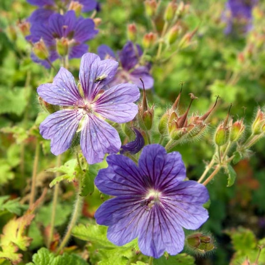 Geranium ibericum