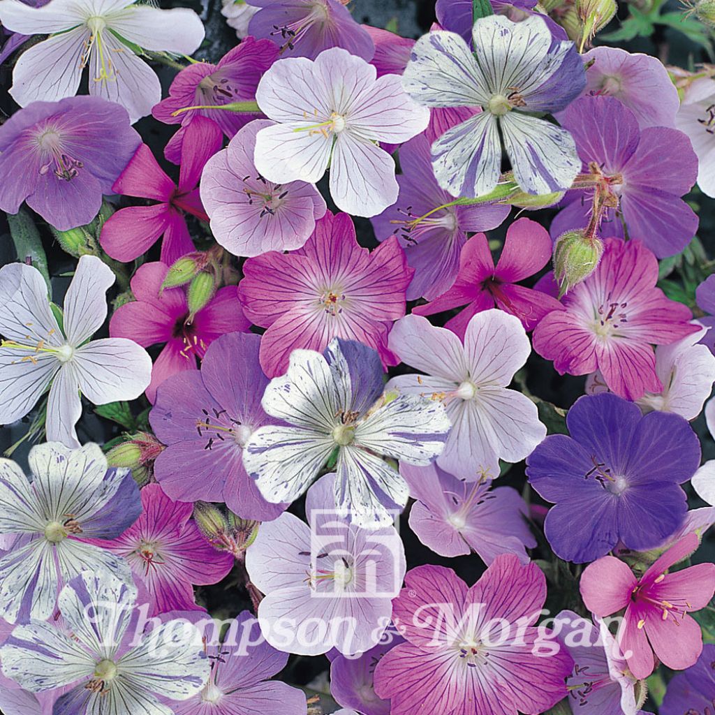 Geranium Reflections