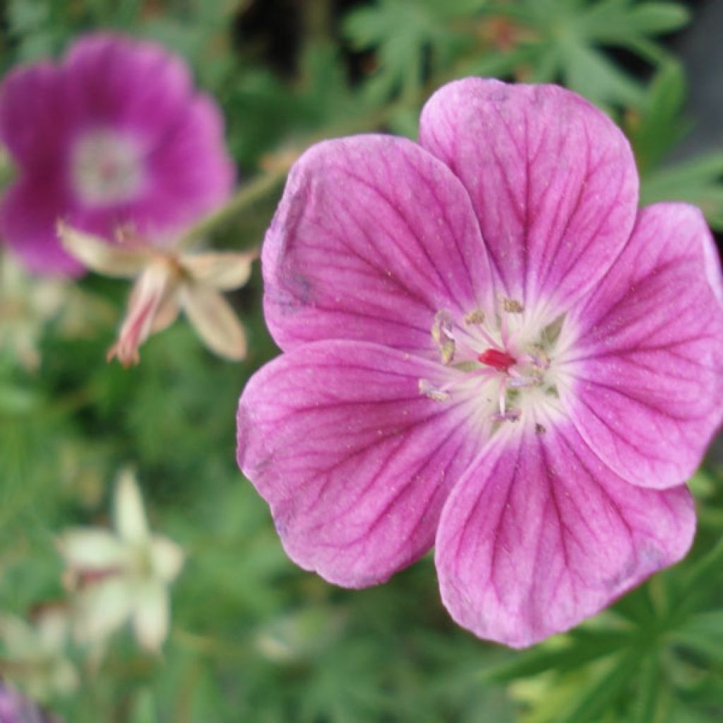 Geranium sanguineum Elke