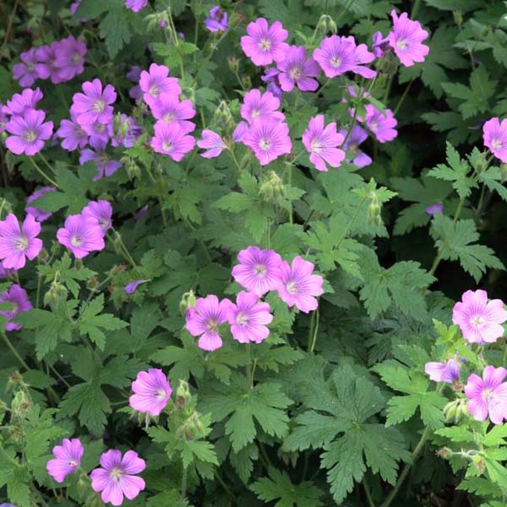 Geranium Sirak