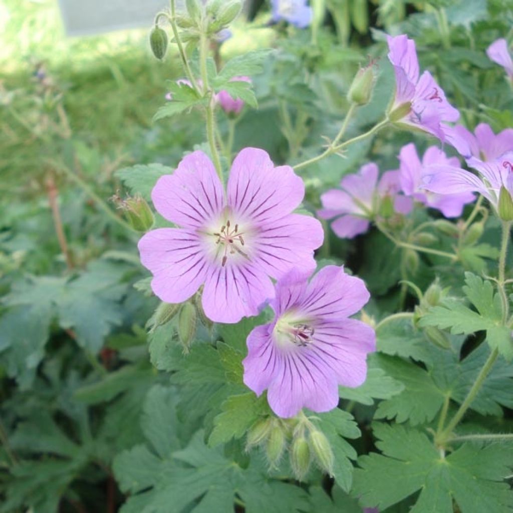 Geranium Sirak