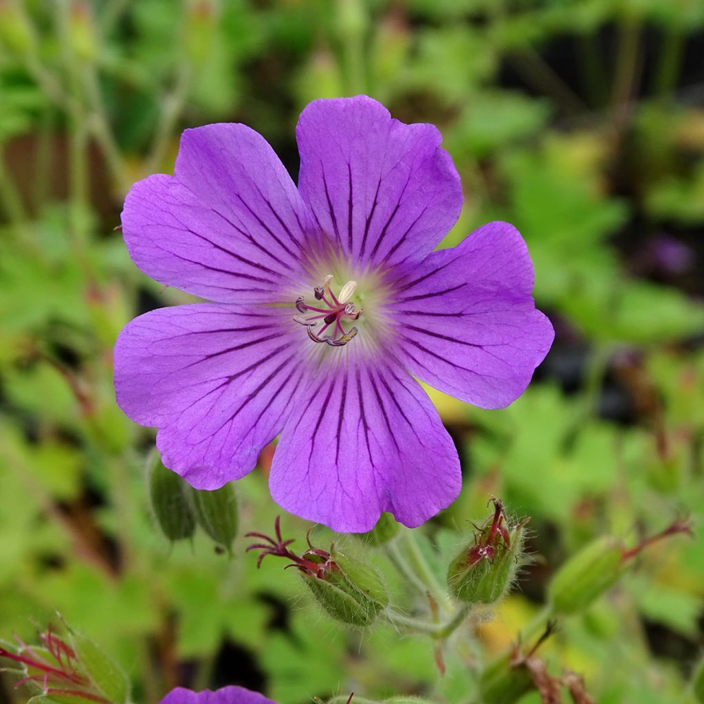 Geranium Sirak