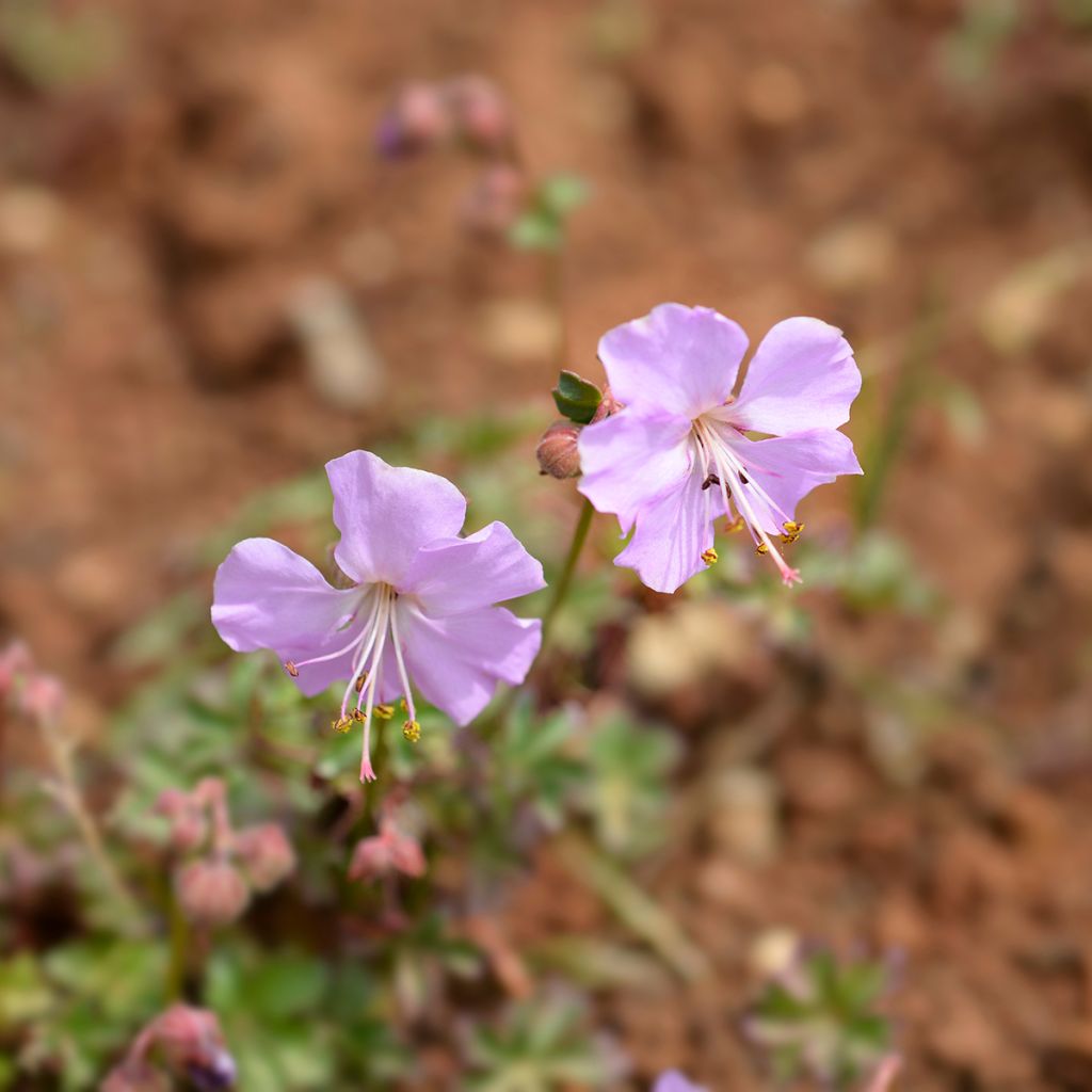 Geranium dalmaticum - Dalmatian Cranesbill