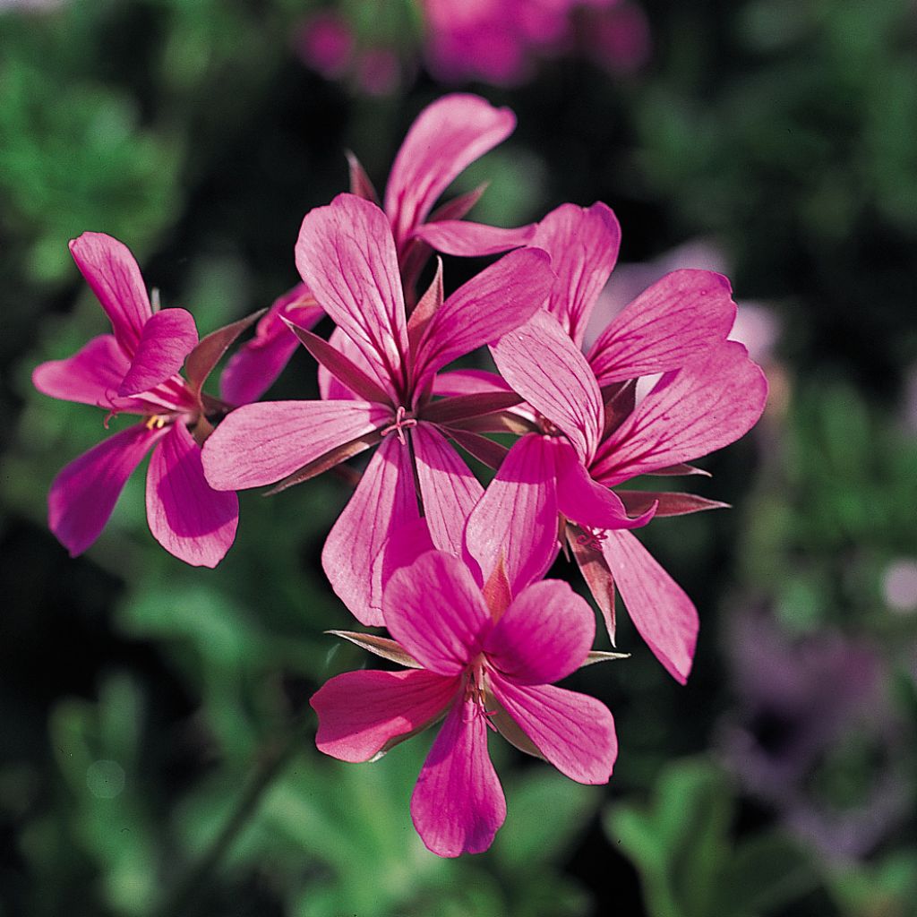 Pelargonium peltatum Balcon Lilas