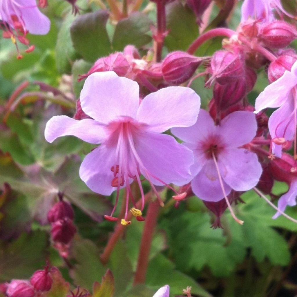Geranium macrorrhizum Olympos